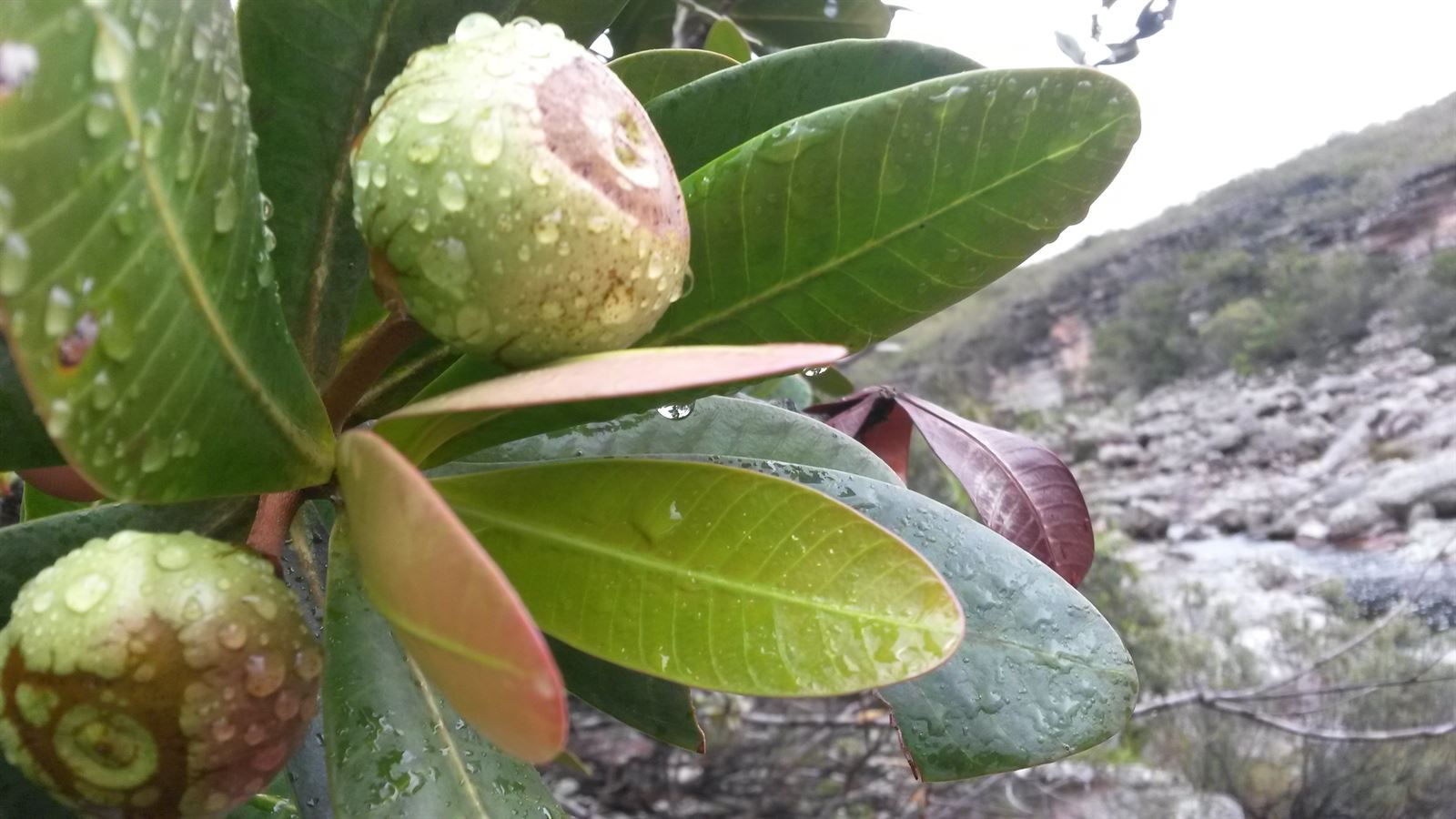 Turismo en America Latina - Chapada Diamantina - Mucugê